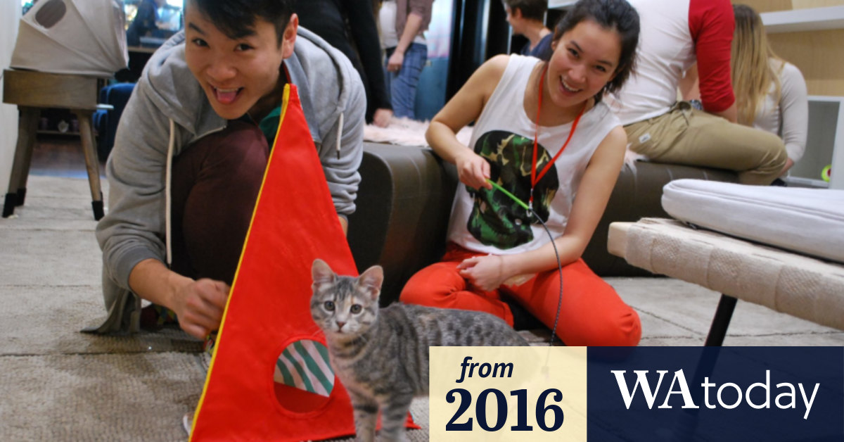 Perth's first cat cafe opens in Subiaco to much 'fanfur'